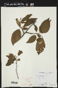 Prunus mexicana image