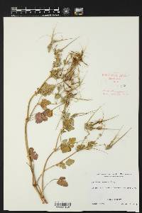 Erodium texanum image