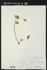 Erodium texanum image