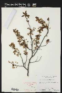 Prunus munsoniana image