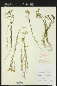 Linum imbricatum image