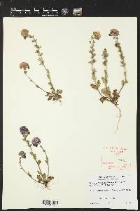 Phacelia patuliflora image