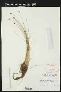 Eleocharis montevidensis image