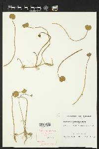 Hydrocotyle umbellata image