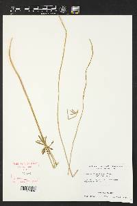 Anemone edwardsiana var. petraea image