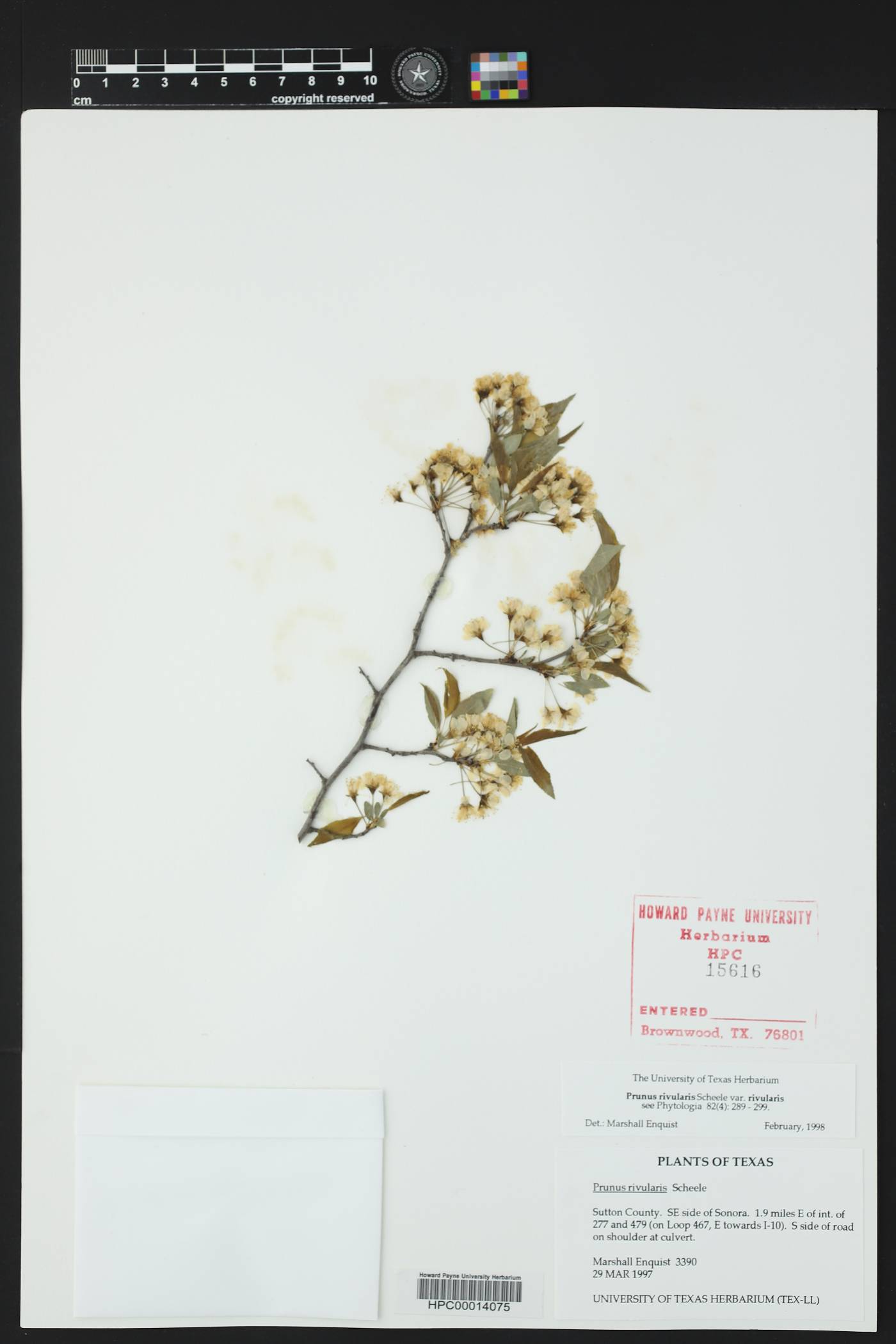 Prunus rivularis image