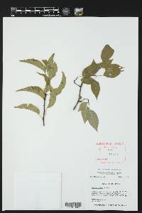 Prunus rivularis image