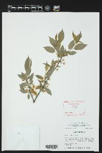 Prunus rivularis image