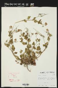 Erodium texanum image