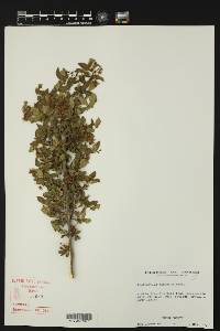 Zanthoxylum hirsutum image