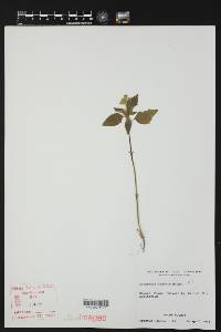 Euphorbia dentata image