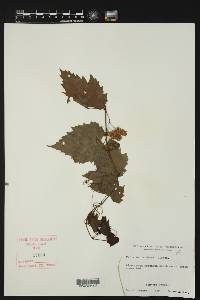 Vitis cinerea var. helleri image