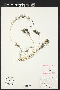 Myriophyllum heterophyllum image