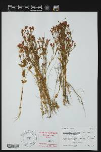Zeltnera beyrichii image