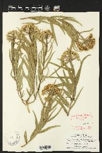 Asclepias asperula image