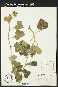 Hedera helix image