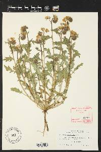 Nemophila phacelioides image