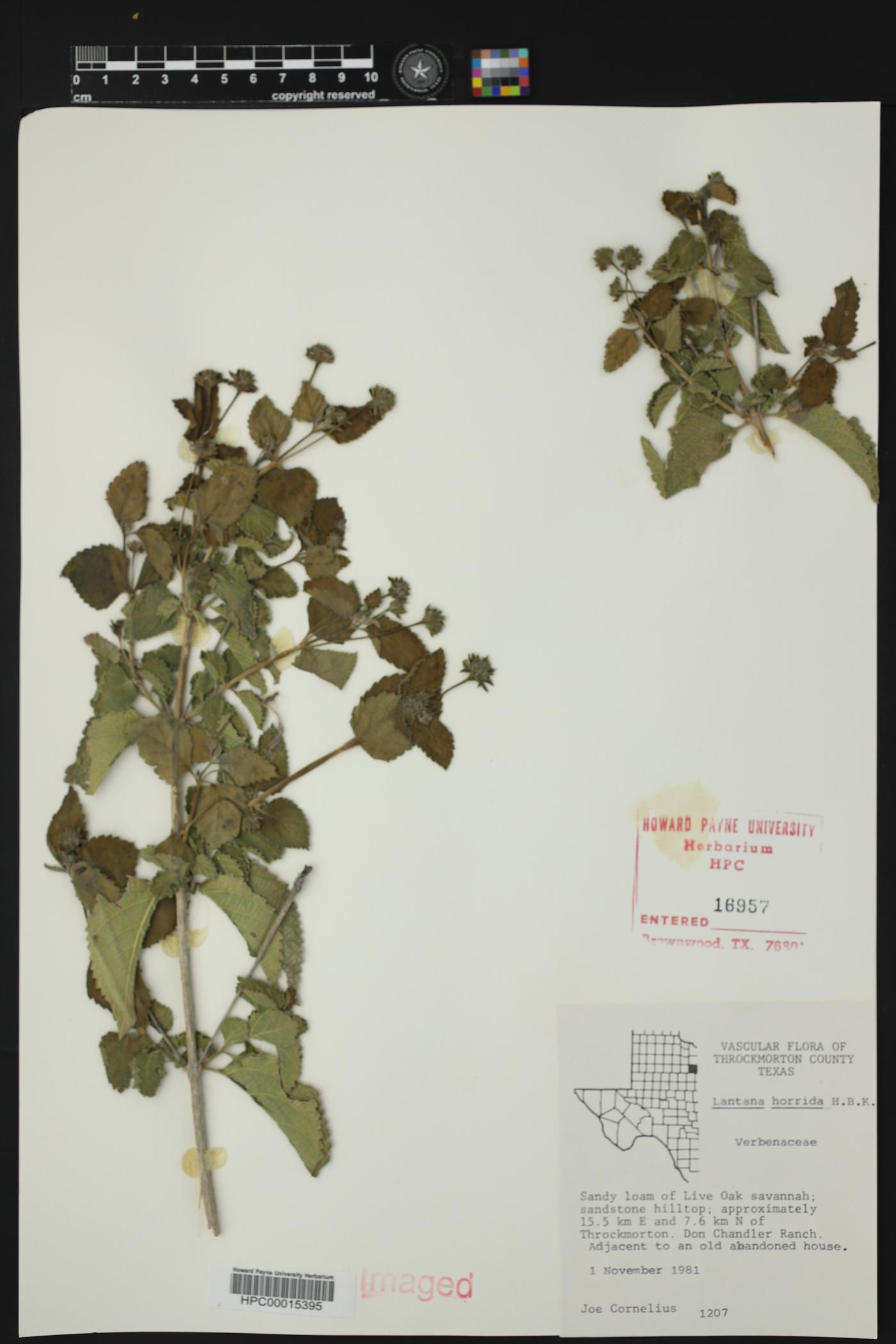 Lantana horrida image