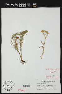 Chaetopappa asteroides image