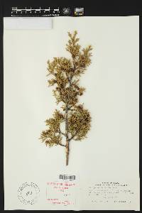 Juniperus ashei image