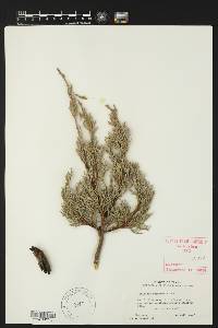 Juniperus deppeana image