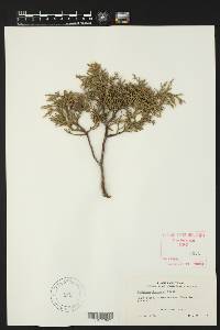 Juniperus deppeana image