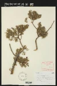 Juniperus deppeana image