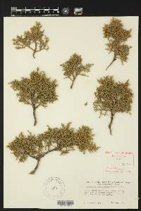 Juniperus monosperma image