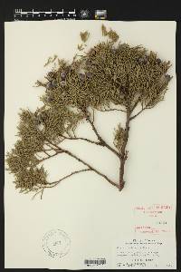 Juniperus deppeana image