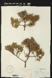 Juniperus deppeana image