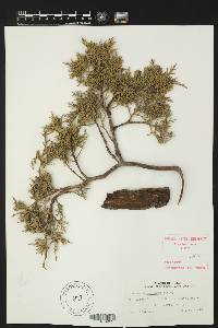 Juniperus deppeana image