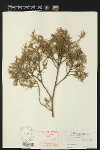 Juniperus deppeana image