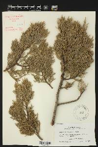 Juniperus deppeana image