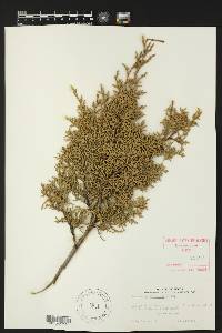 Juniperus pinchotii image