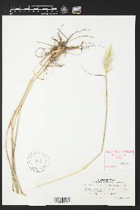 Bothriochloa barbinodis image