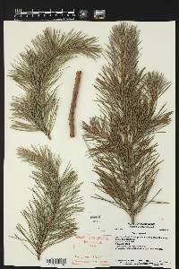 Pinus sylvestris image