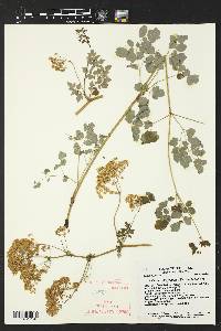 Thalictrum dasycarpum image