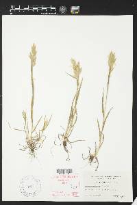 Bromus commutatus image