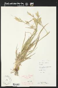 Bromus catharticus image