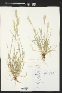 Bromus catharticus image