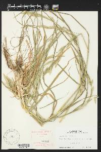 Bromus catharticus image