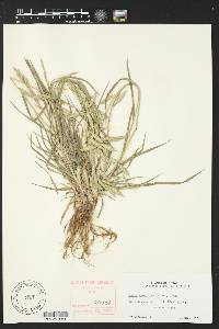 Bromus catharticus image