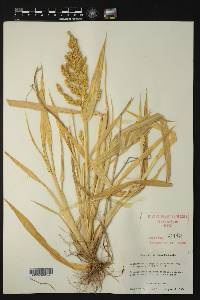 Echinochloa crus-galli var. zelayensis image