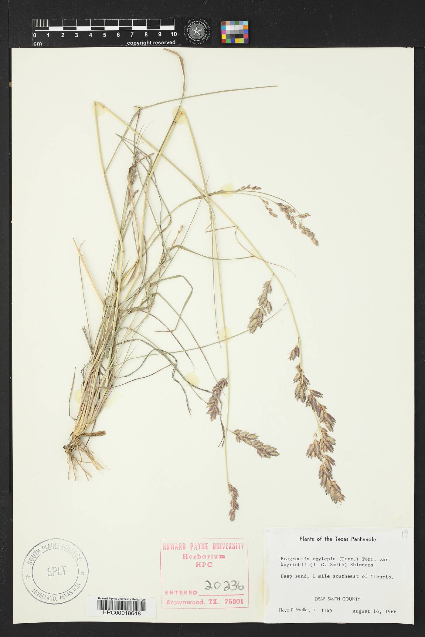 Eragrostis beyrichii image