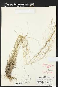 Muhlenbergia reverchoni image