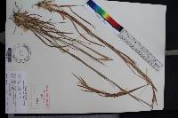 Andropogon virginicus var. virginicus image