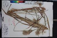 Andropogon virginicus var. hirsutior image