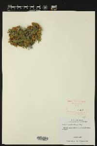 Porlieria angustifolia image