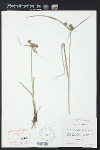 Cyperus echinatus image