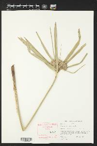 Cyperus alternifolius image